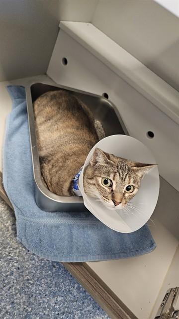 Enlarge MONROE, a Adoptable Domestic Short Hair in Paradise, CA image 1/1