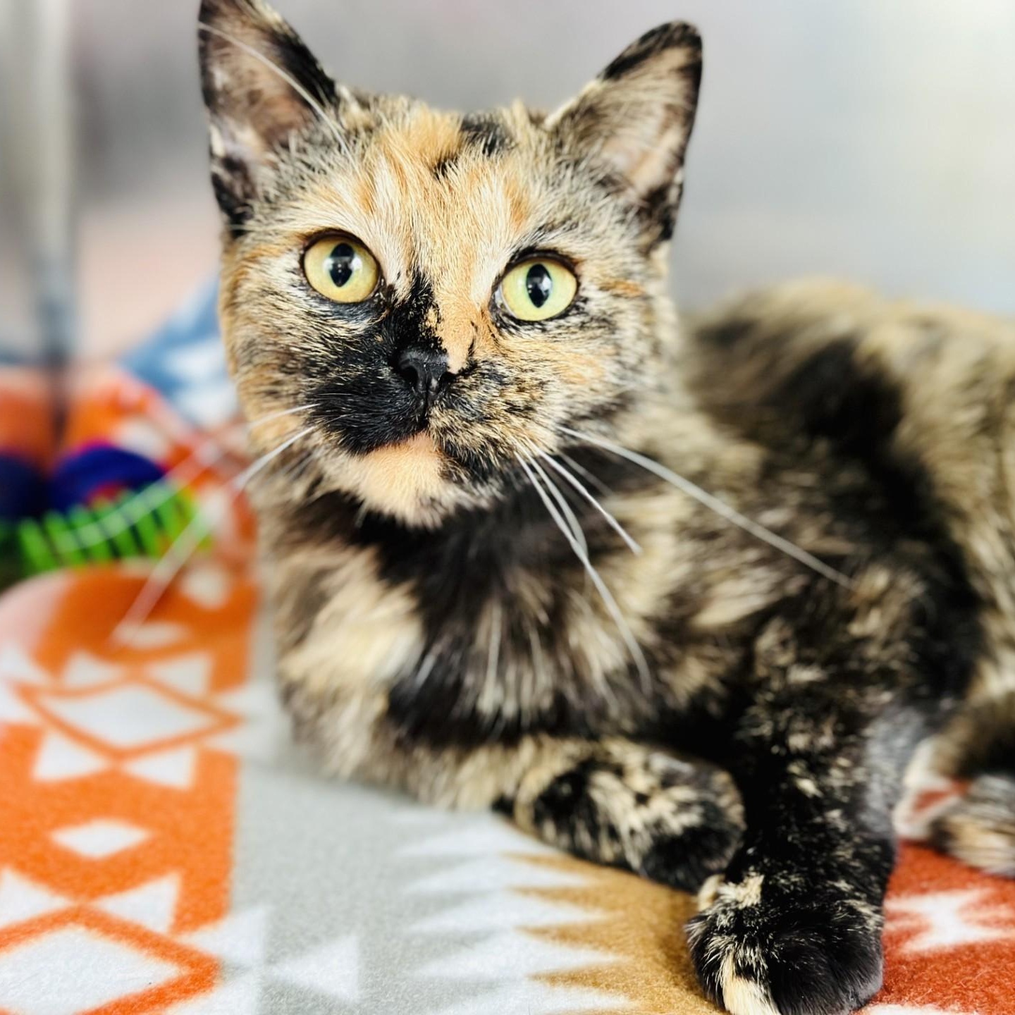 Teagan , an adopted Domestic Short Hair in Jackson, NJ image 2/3