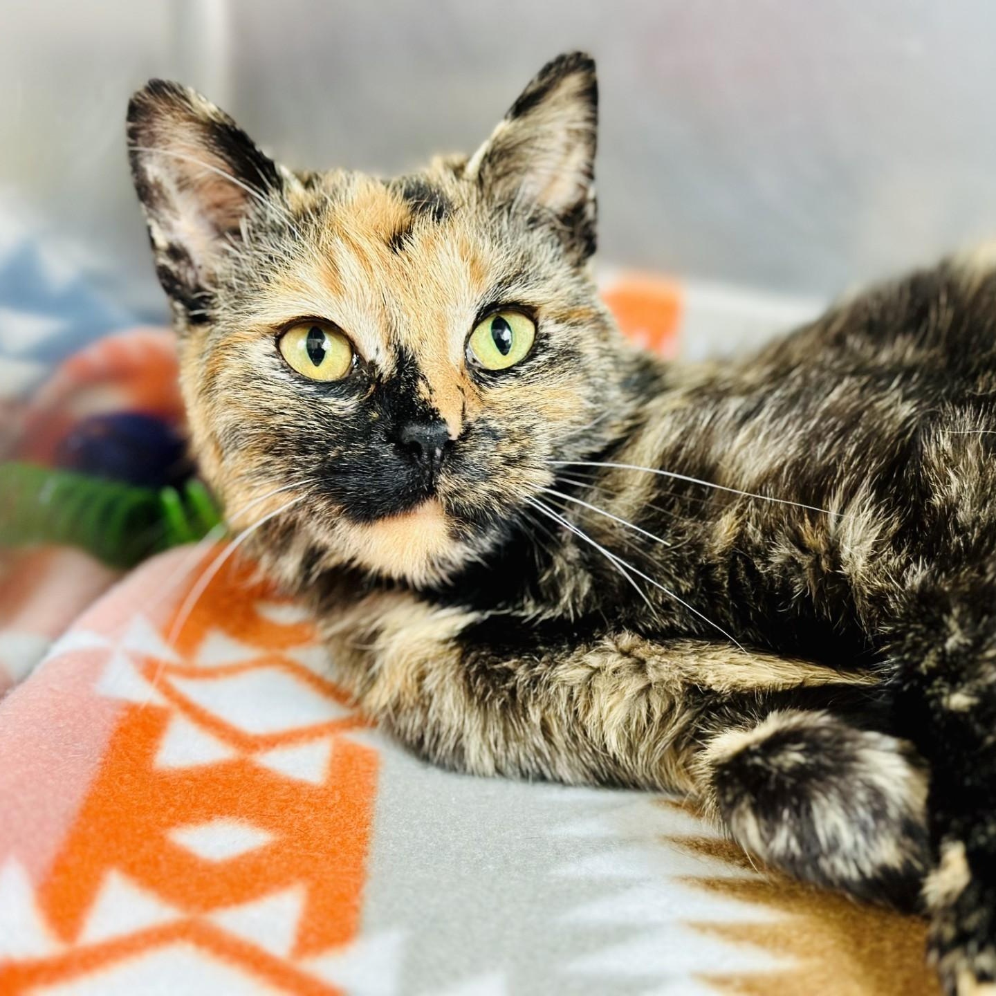 Teagan , an adopted Domestic Short Hair in Jackson, NJ image 3/3