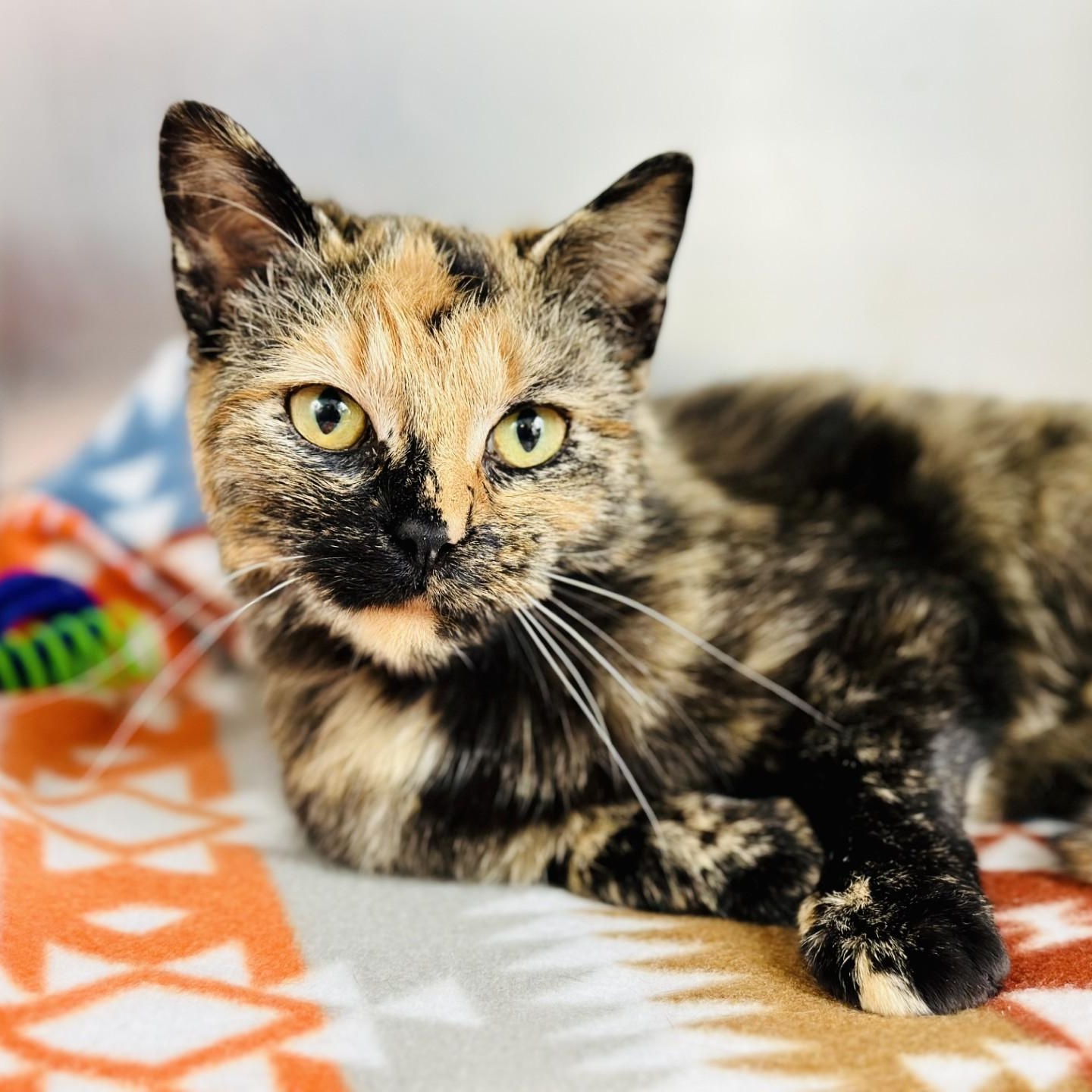 Teagan , an adopted Domestic Short Hair in Jackson, NJ image 1/3