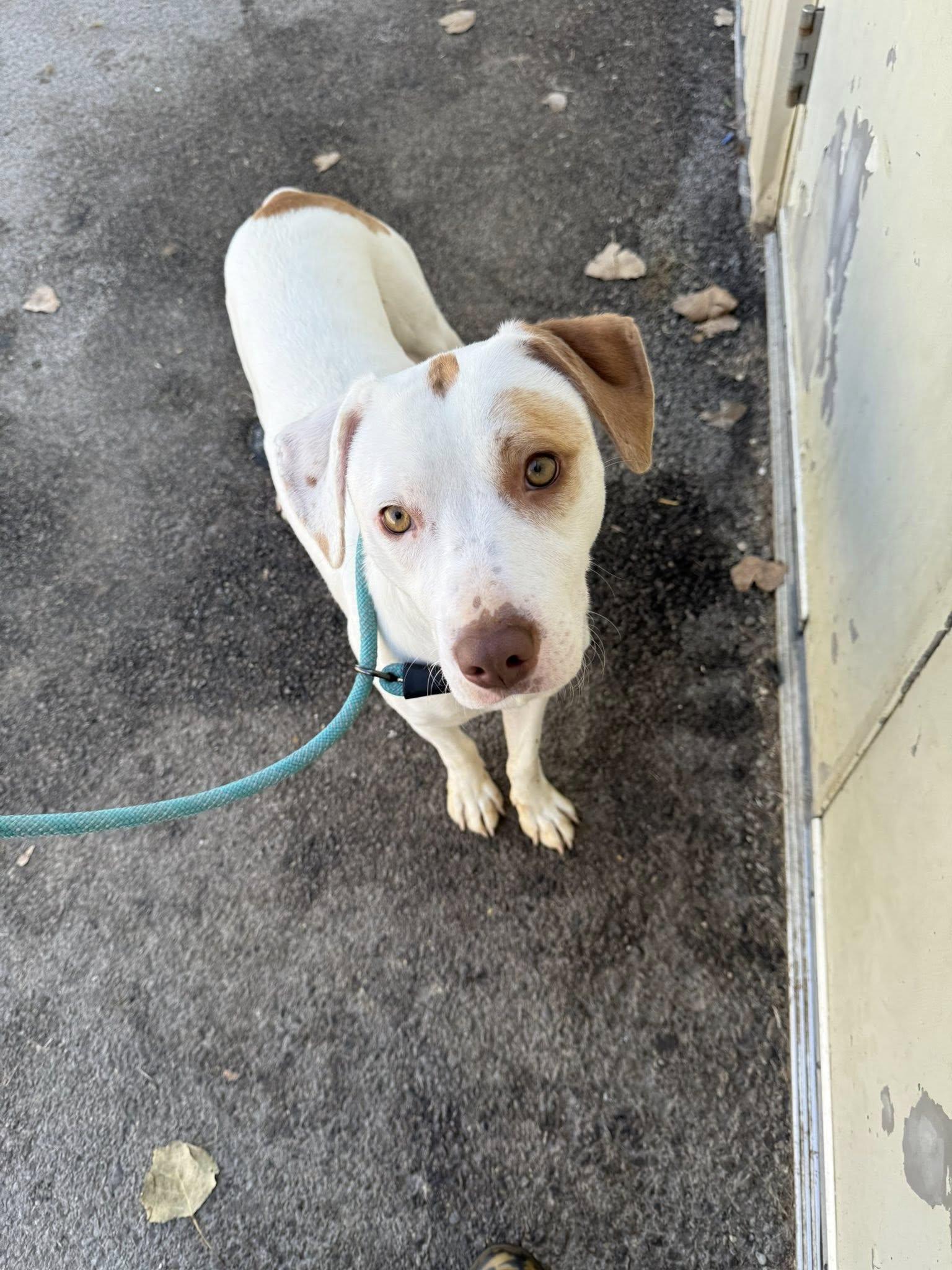 Enlarge Skippy, a Adopted mixed breed in Tremont, IL image 1/2