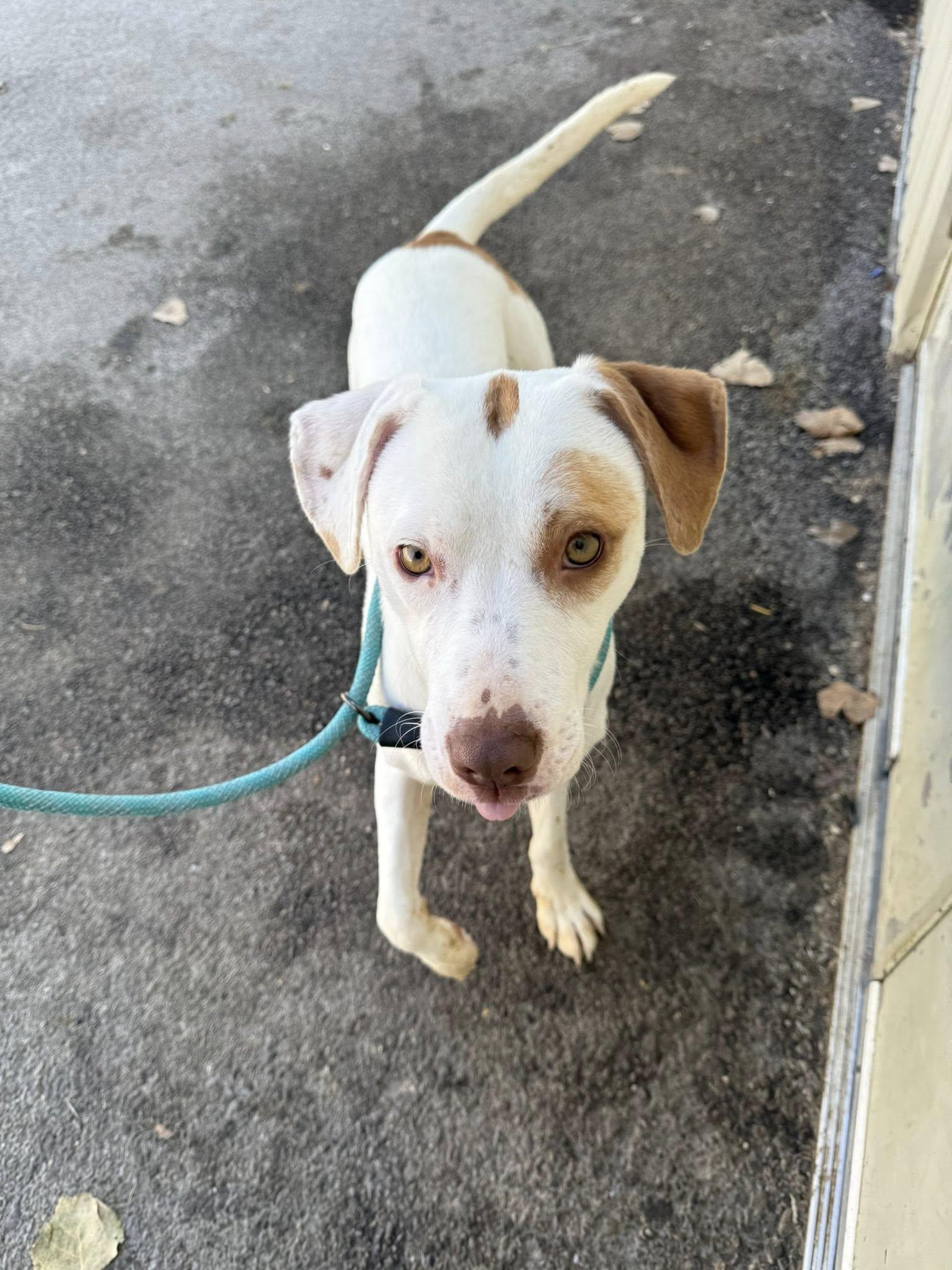 Enlarge Skippy, a Adopted mixed breed in Tremont, IL image 2/2