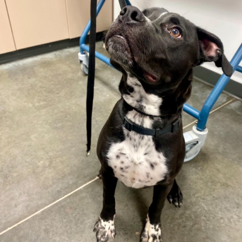 Enlarge Bumble, a Adoptable mixed breed in Dickinson, TX image 1/5