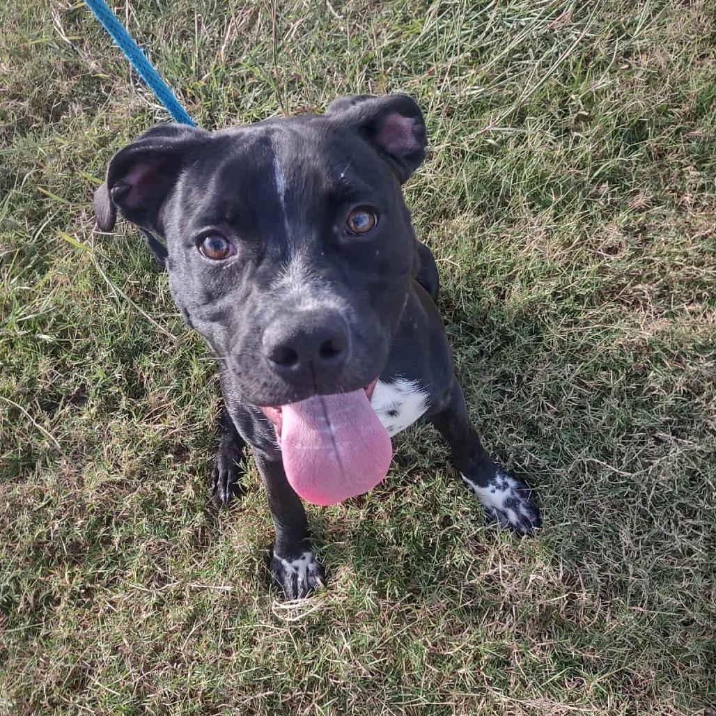 Enlarge Bumble, a Adoptable mixed breed in Dickinson, TX image 2/5