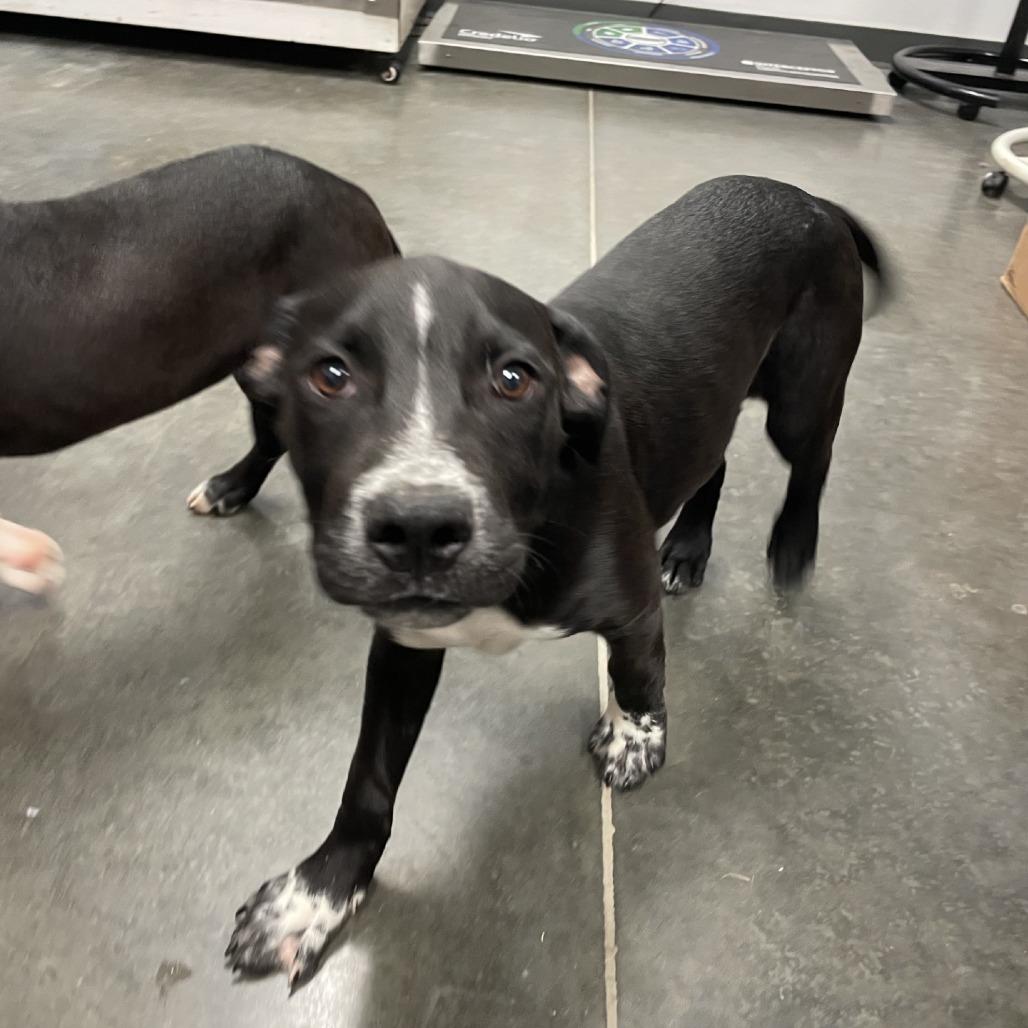 Enlarge Bumble, a Adoptable mixed breed in Dickinson, TX image 3/5