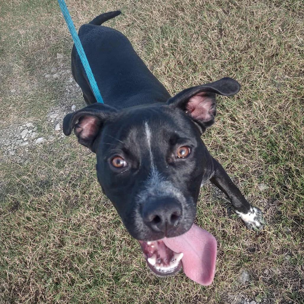 Enlarge Bumble, a Adoptable mixed breed in Dickinson, TX image 4/5