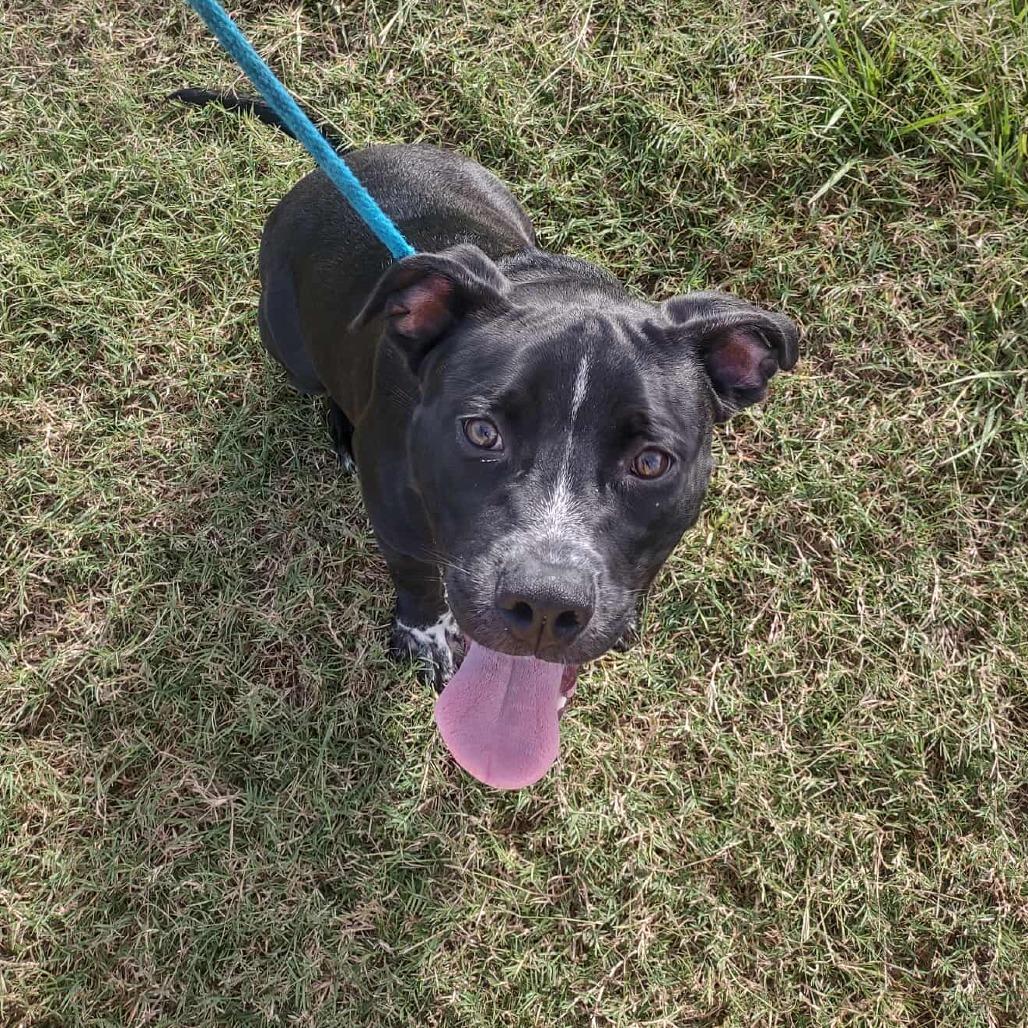 Enlarge Bumble, a Adoptable mixed breed in Dickinson, TX image 5/5