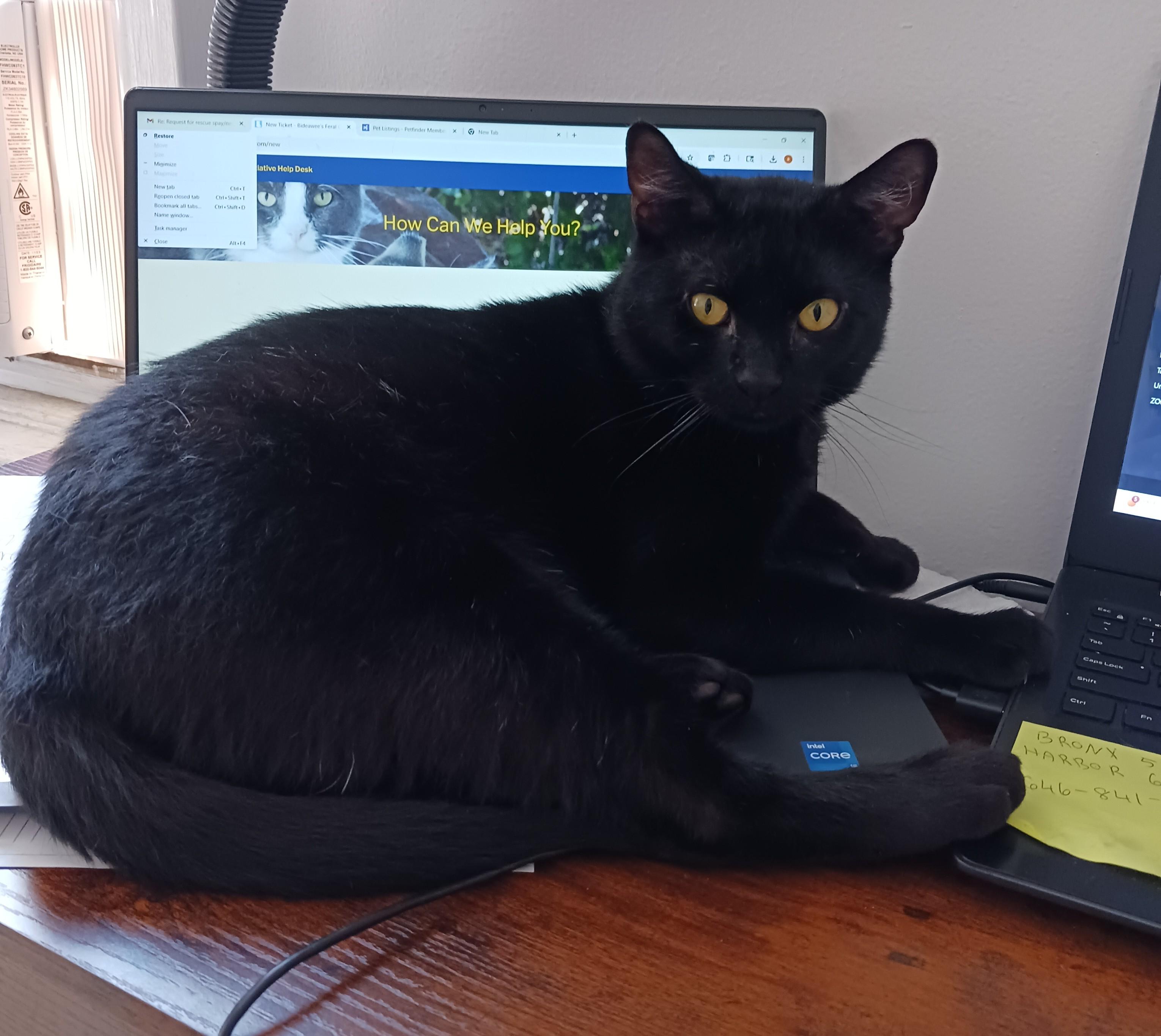 Ross B. - I just want to cuddle! photo 3