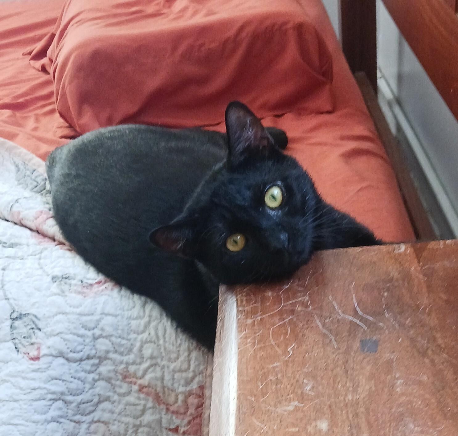Ross B. - I just want to cuddle! photo 5