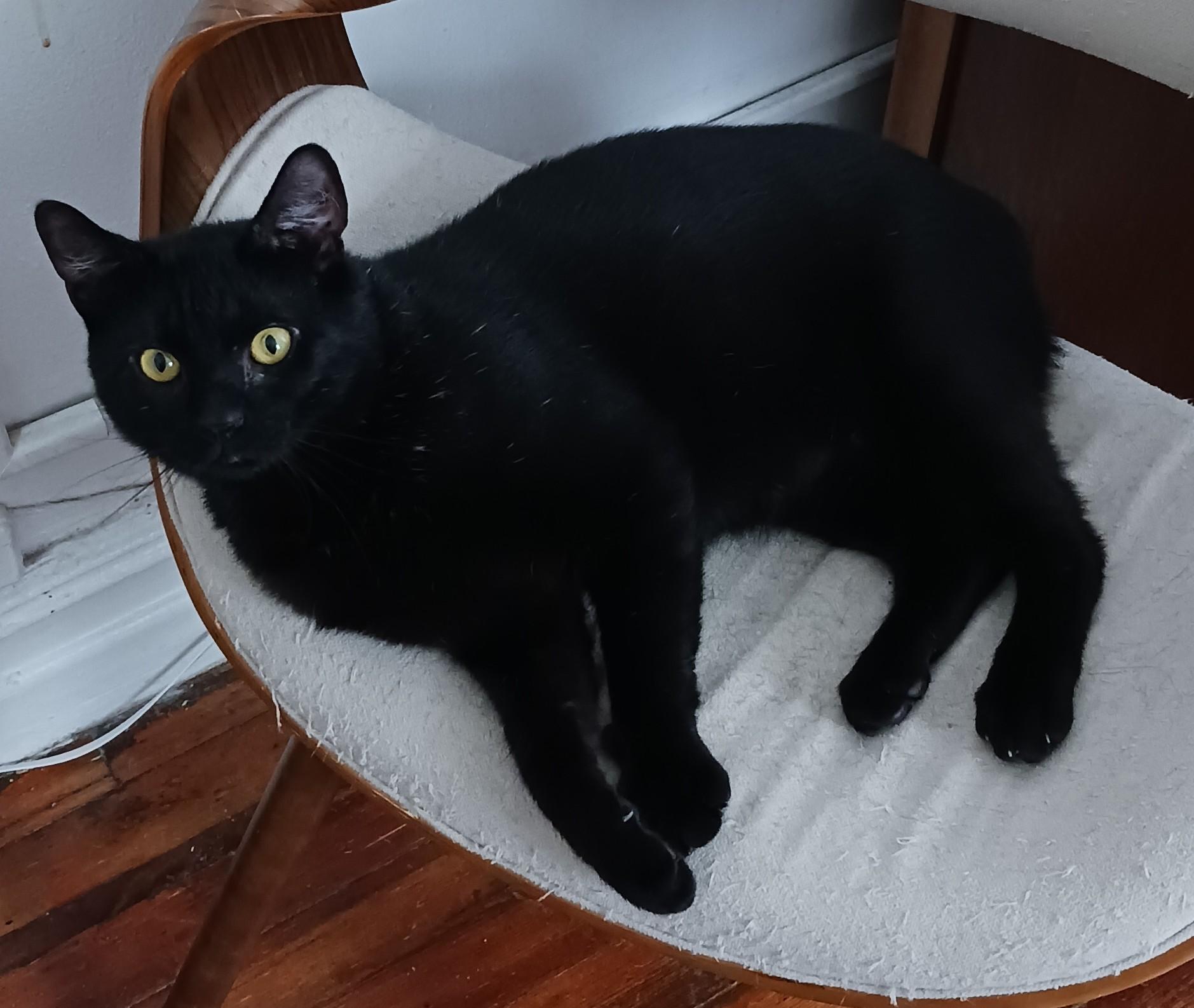 Ross B. - I just want to cuddle! photo 4
