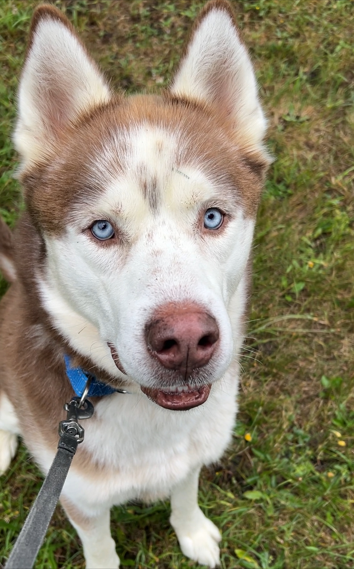 Pops, Adoptable, Senior Male Husky.