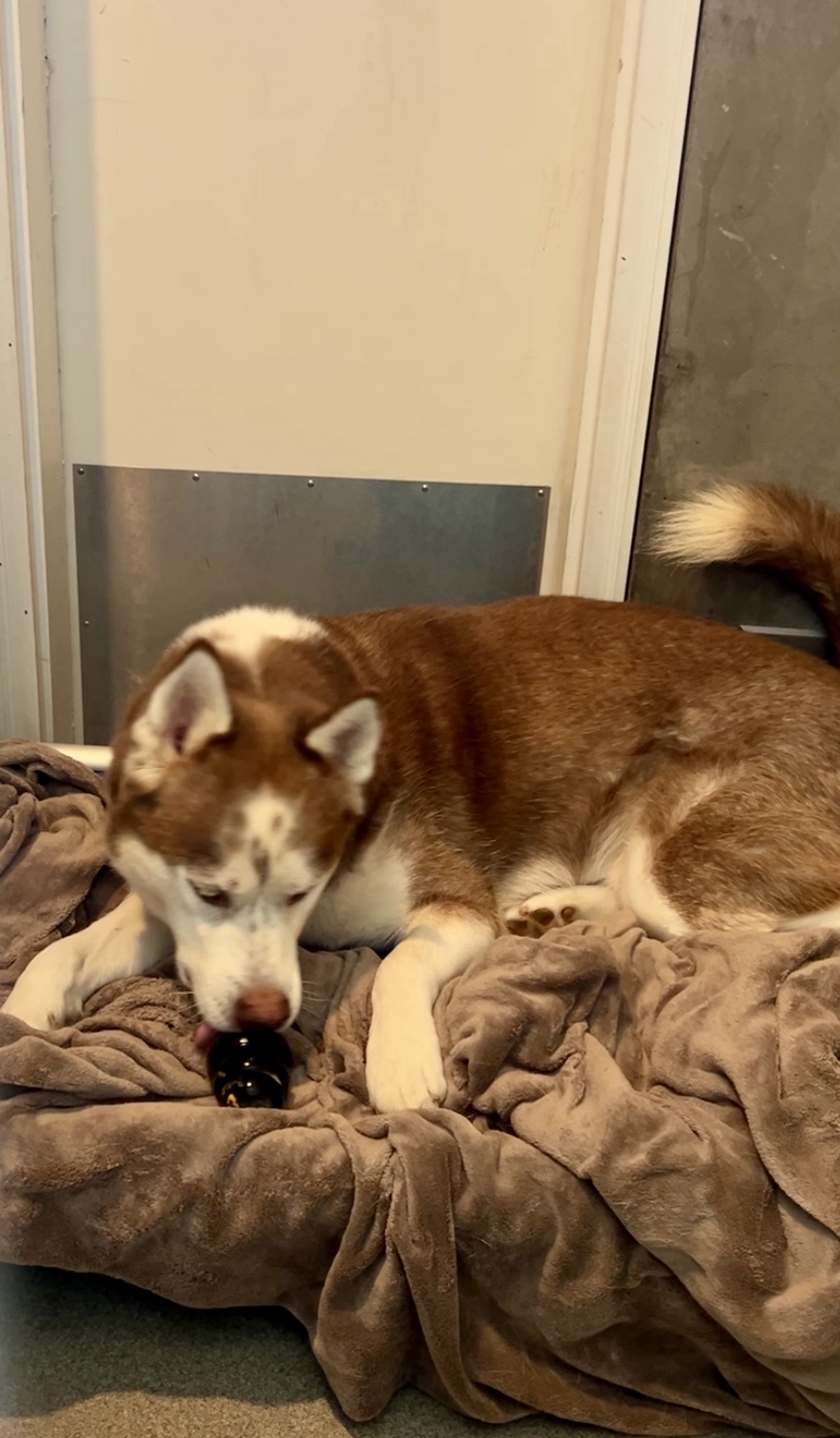 Pops, a Adoptable Husky in Port Angeles, WA image 2/3