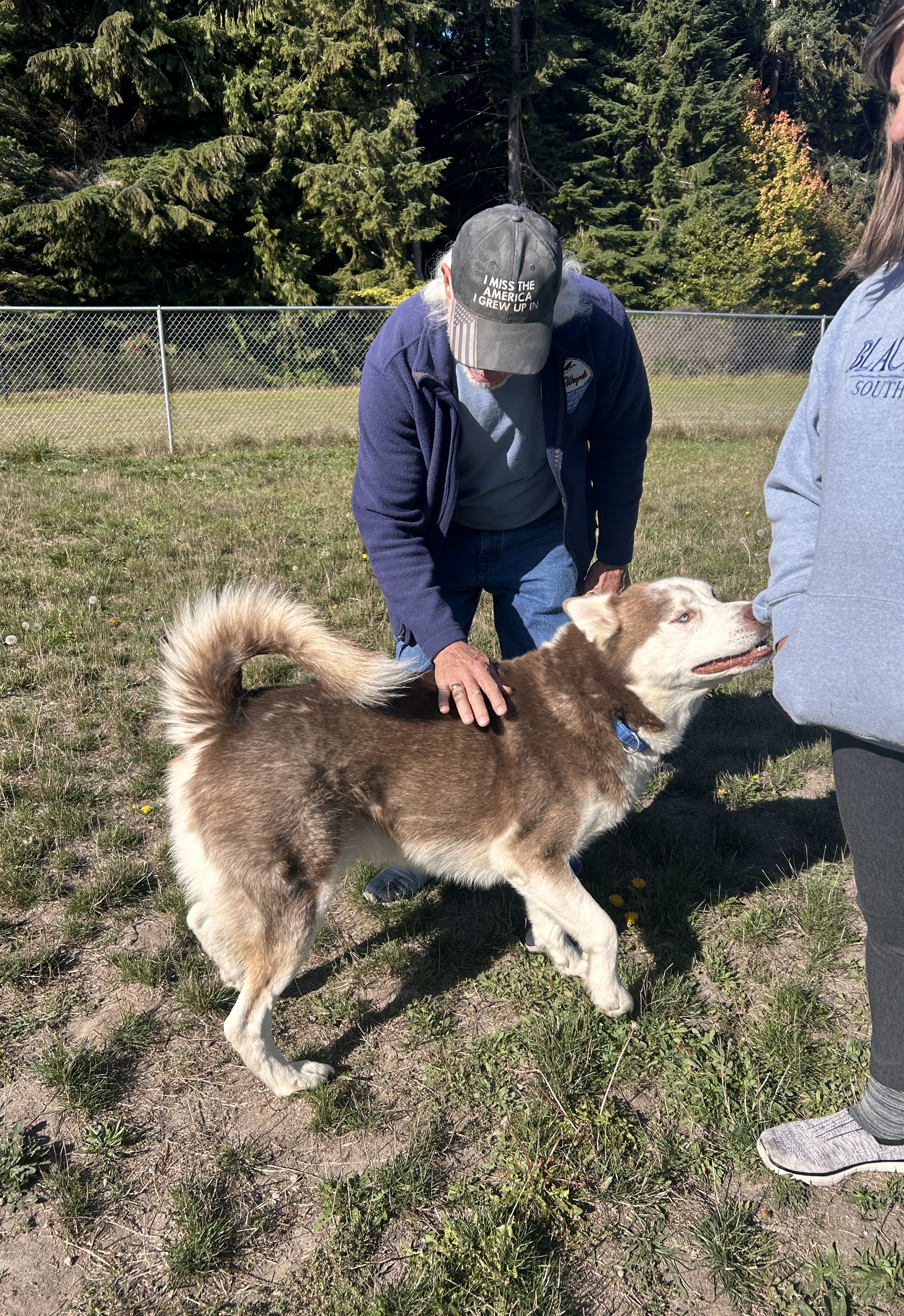 Pops, Adoptable, Senior Male Husky.