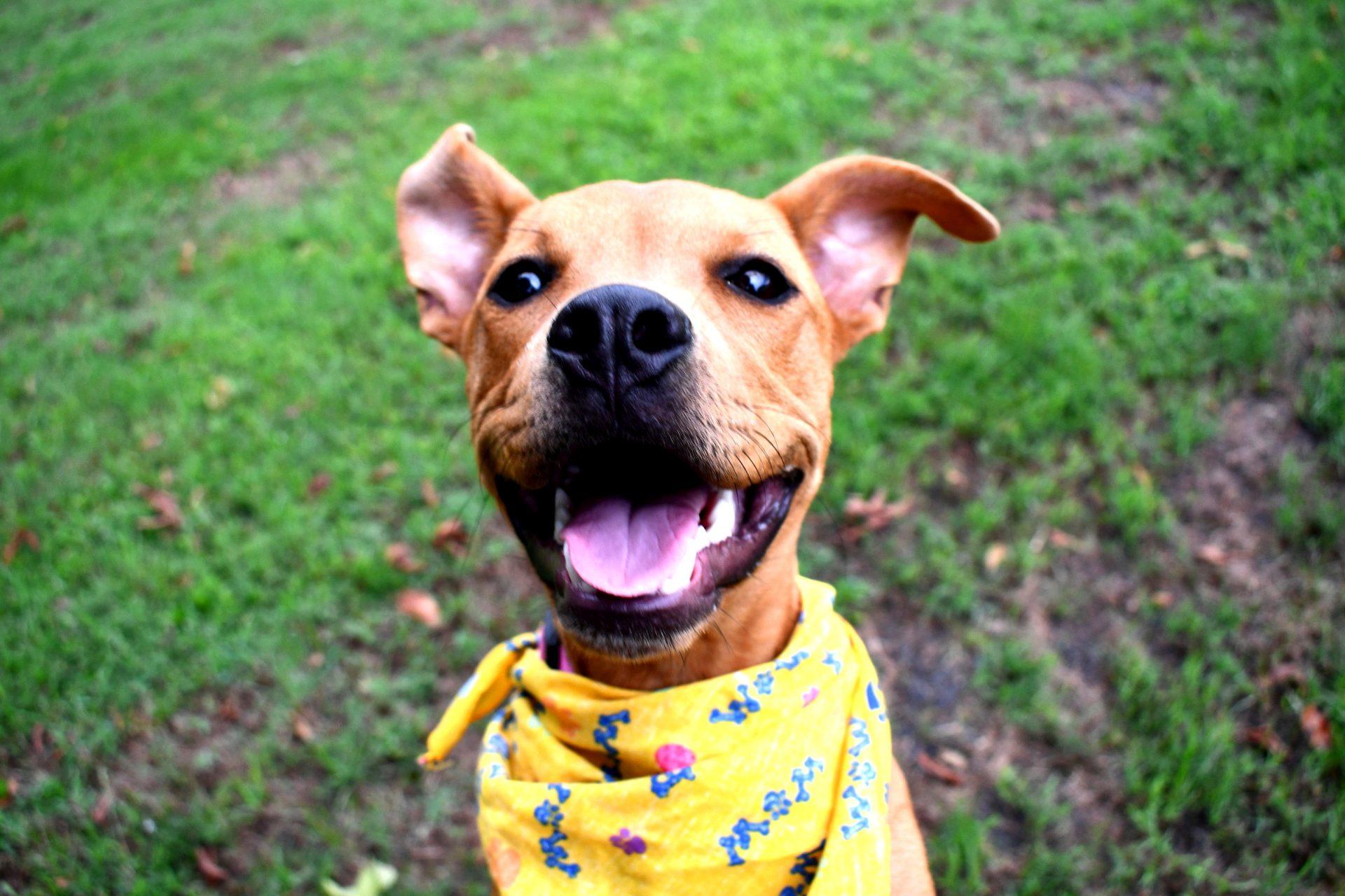 Sophie, Adoptable, Young Female Pit Bull Terrier.