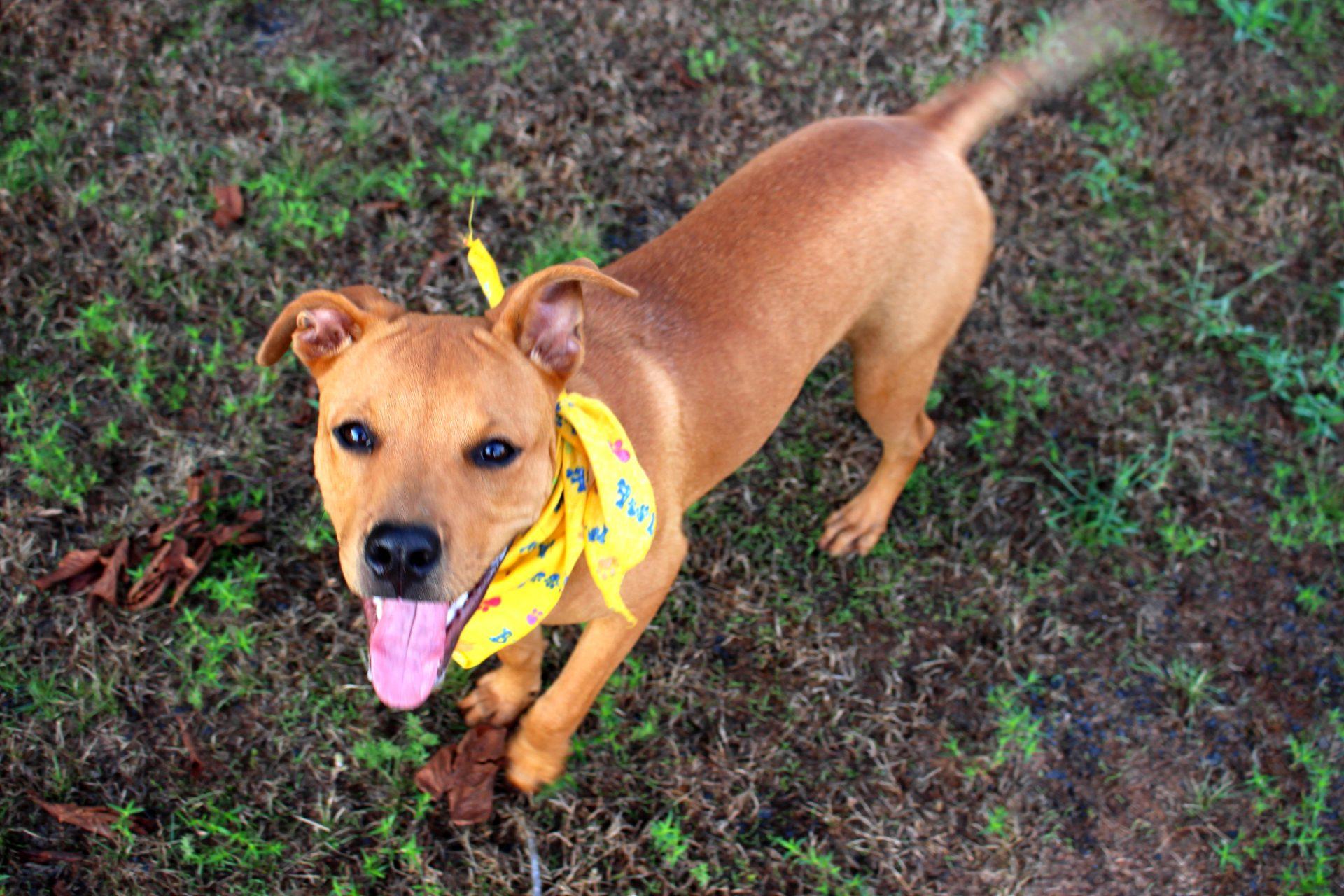 Sophie, a Adoptable mixed breed in Muldrow, OK image 3/6