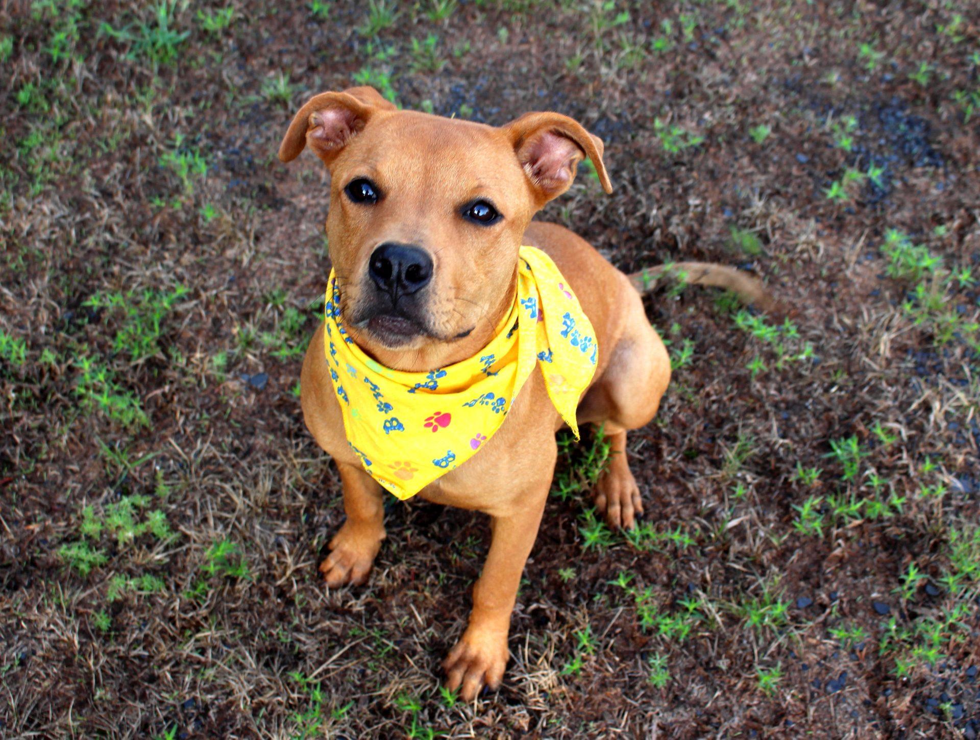 Sophie, a Adoptable mixed breed in Muldrow, OK image 4/6