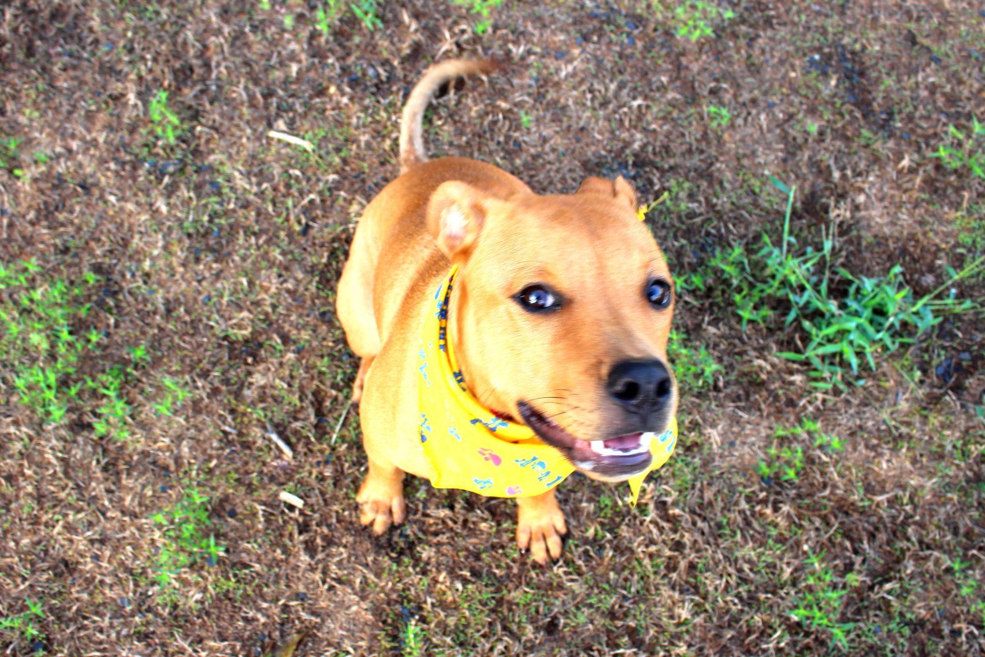 Sophie, a Adoptable mixed breed in Muldrow, OK image 5/6