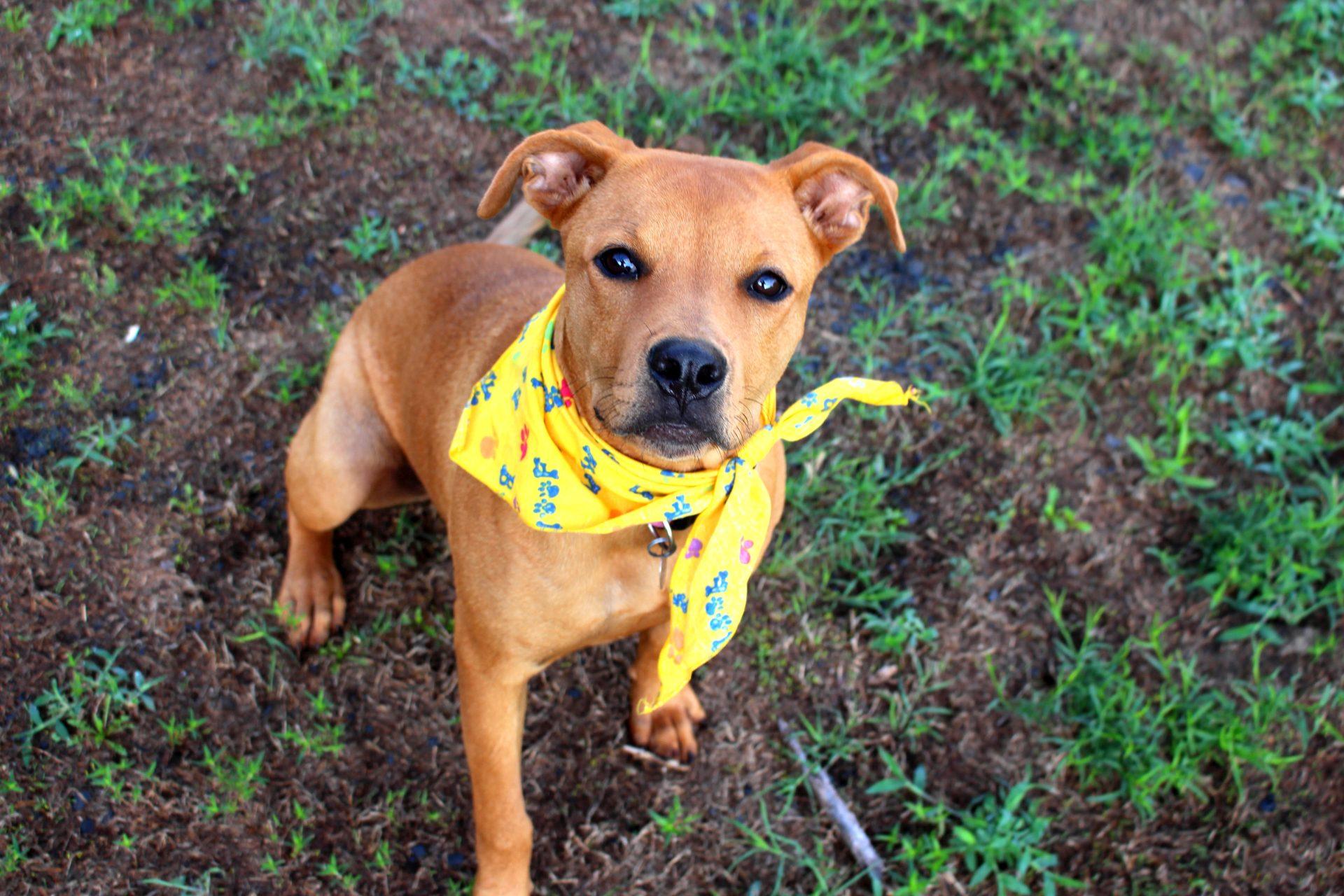 Sophie, a Adoptable mixed breed in Muldrow, OK image 6/6