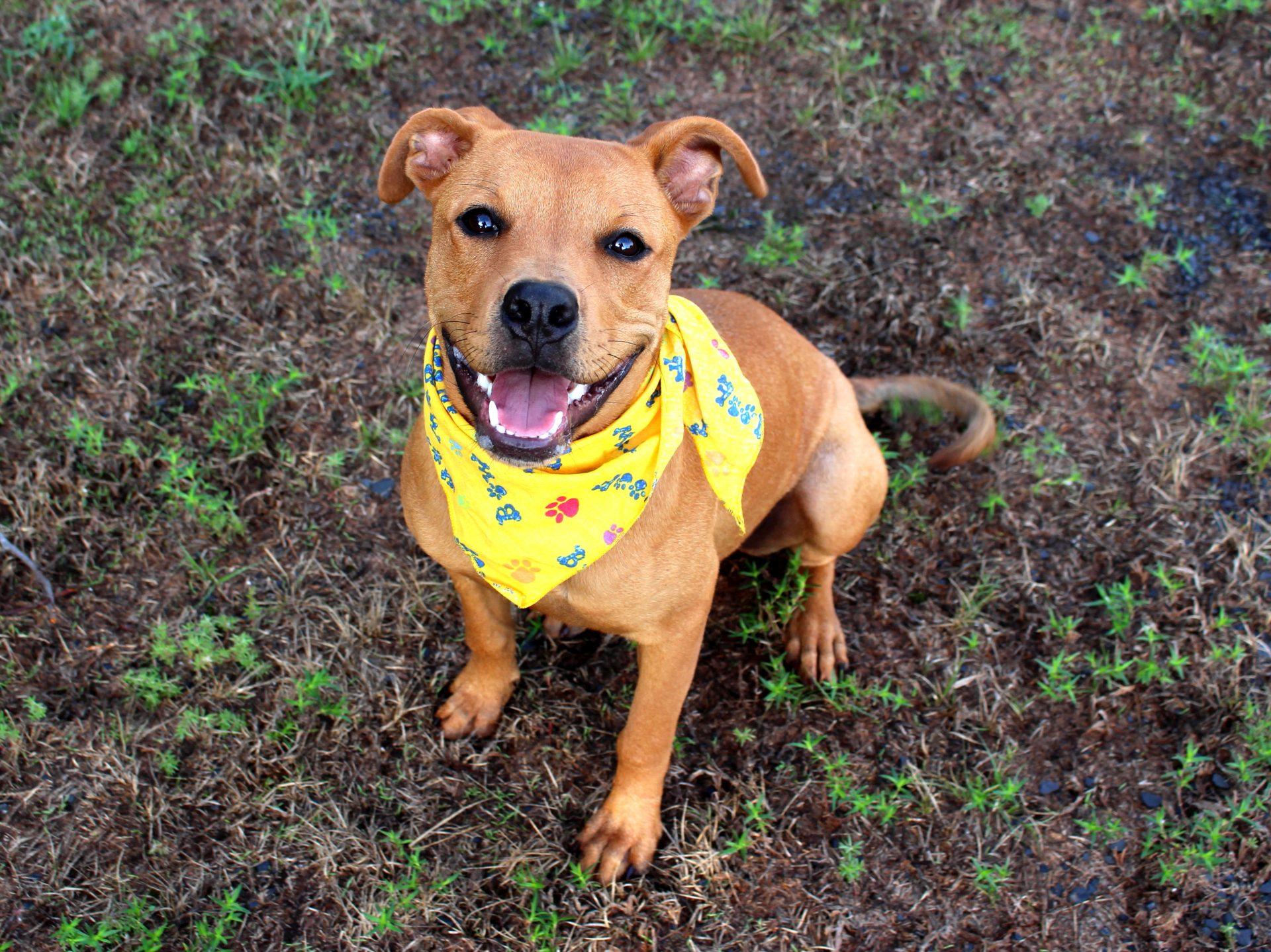 Sophie, a Adoptable mixed breed in Muldrow, OK image 2/6