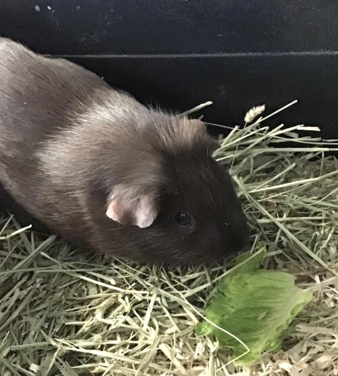 Enlarge Espresso, an adopted Guinea Pig in Elyria, OH image 1/1