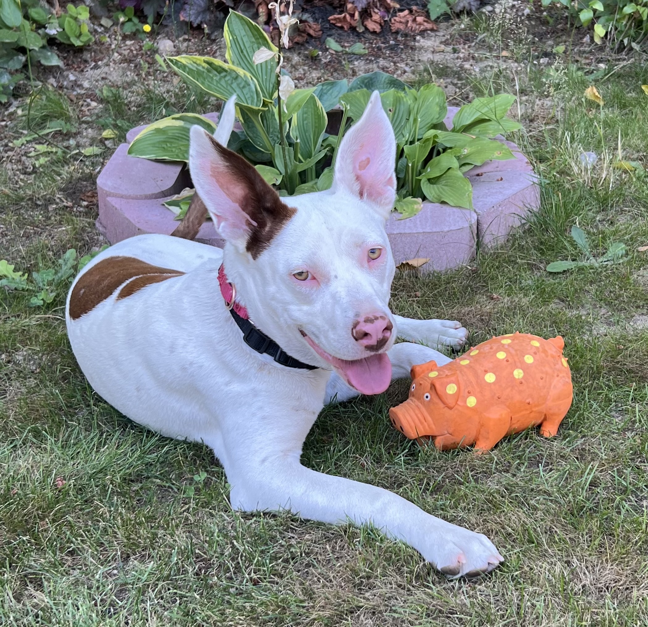 Radar, Adopted, Young Female Pit Bull Terrier.