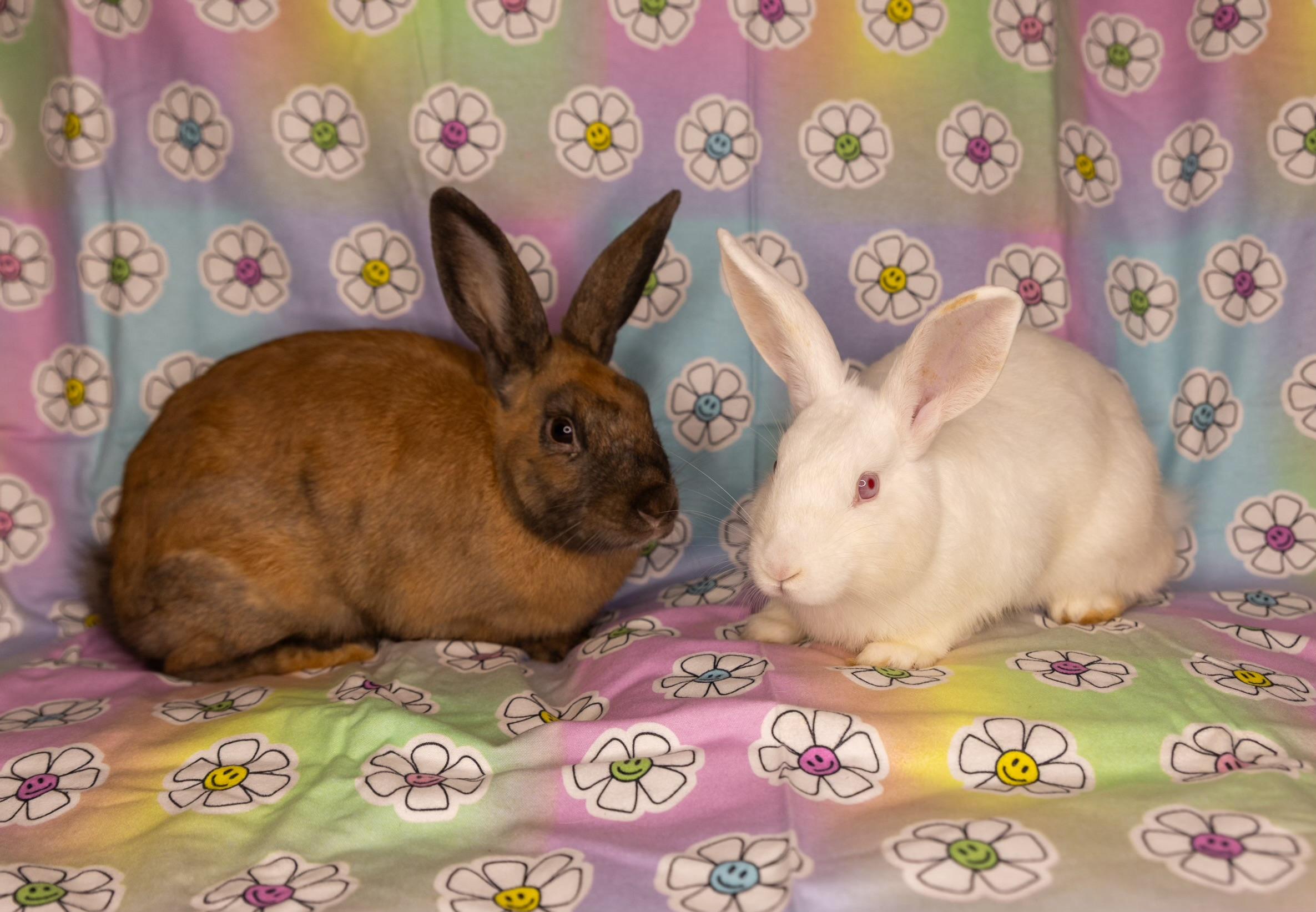 Cheese Dip & Chorizo, a ADOPTABLE mixed breed in North Little Rock, AR image 3/3