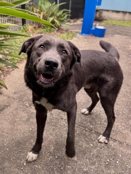 Grizzly, Adoptable, Adult Male Labrador Retriever & Pit Bull Terrier.