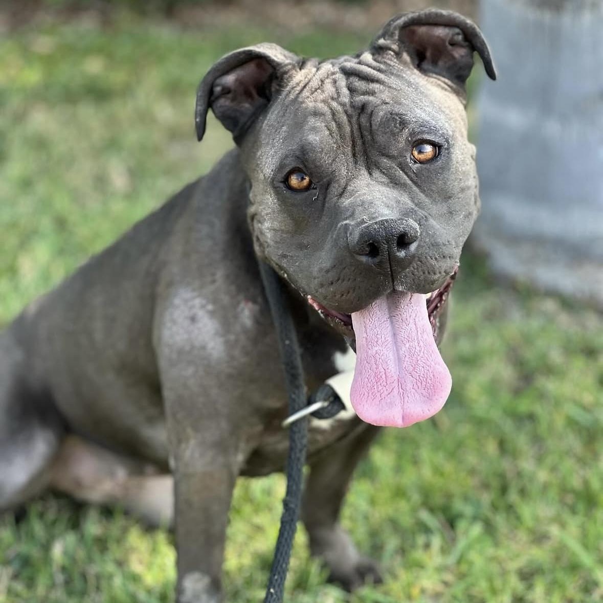 Ivy, Adult Female Staffordshire Bull Terrier