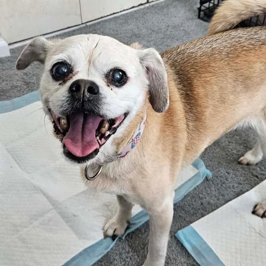 Rosie, a Adoptable mixed breed in Sinking Spring, PA image 1/5