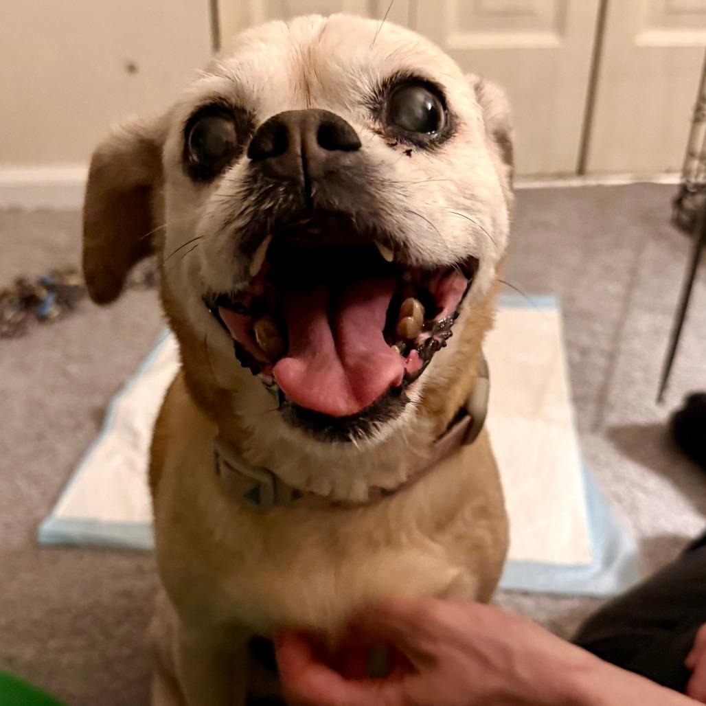 Rosie, a Adoptable mixed breed in Sinking Spring, PA image 3/5