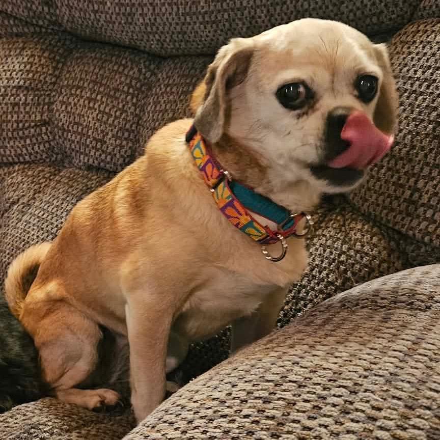 Rosie, a Adoptable mixed breed in Sinking Spring, PA image 4/5