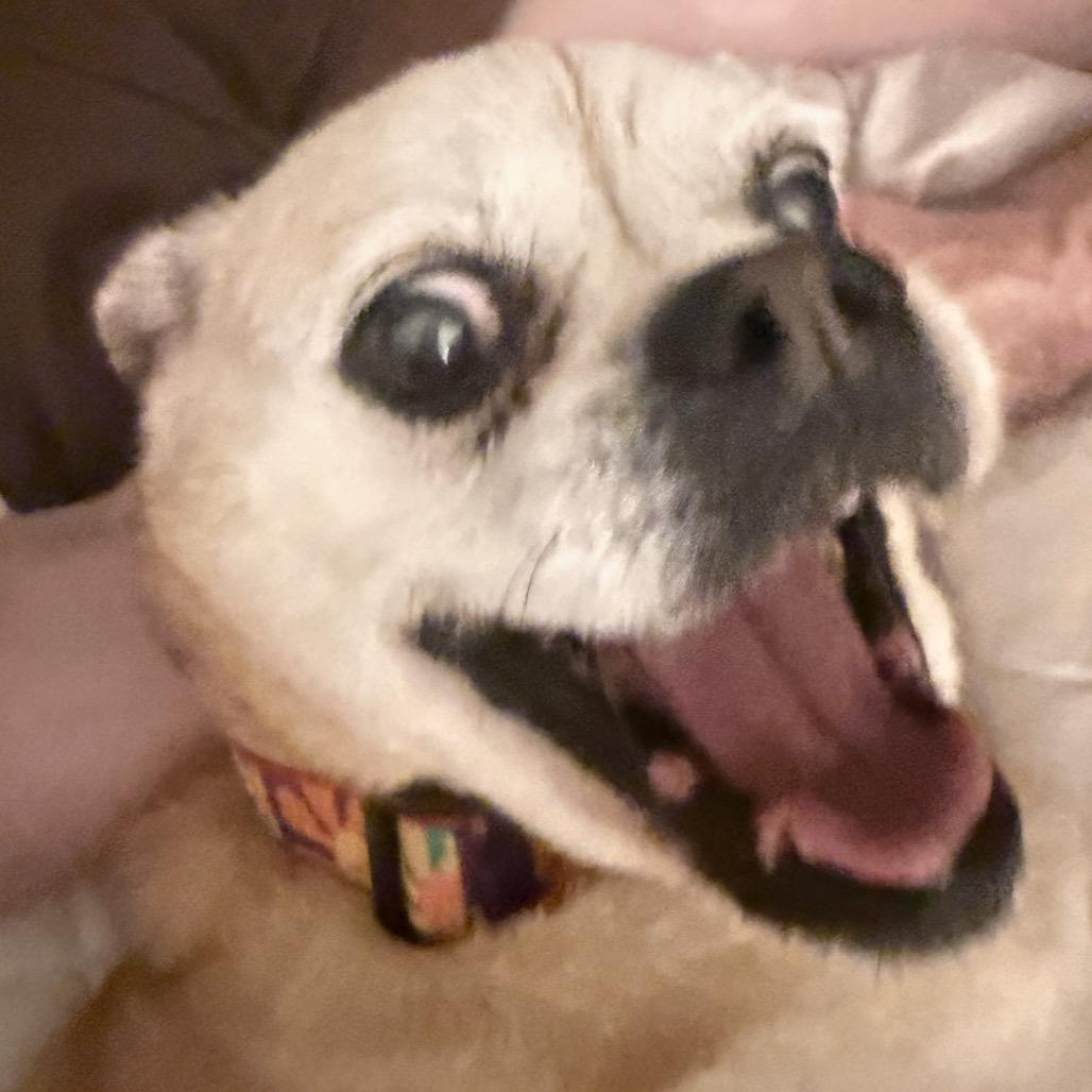 Rosie, a Adoptable mixed breed in Sinking Spring, PA image 5/5