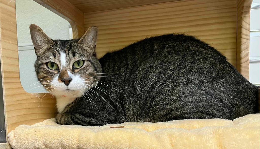 Brogue, ADOPTABLE, Young Male Domestic Short Hair.