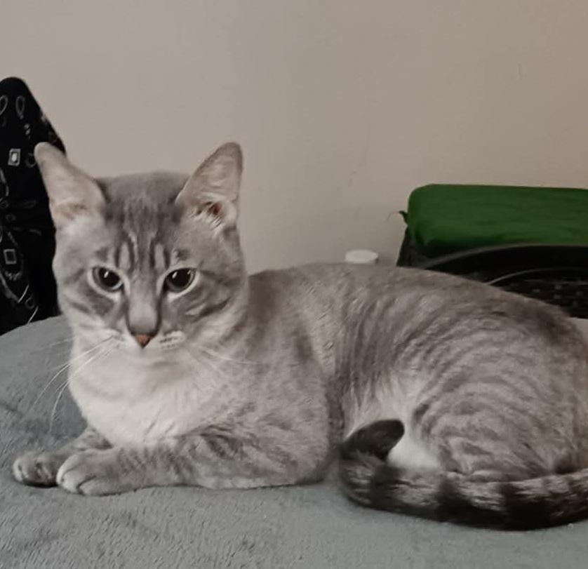 Smokey, adopted, Adult Male Siamese.