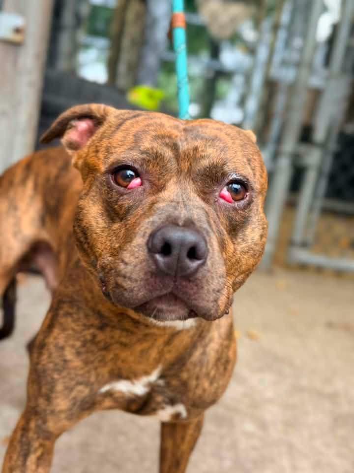 Enlarge Donatello, a ADOPTABLE Pit Bull Terrier in Chicago, IL image 4/5