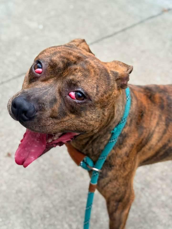 Enlarge Donatello, a ADOPTABLE Pit Bull Terrier in Chicago, IL image 3/5