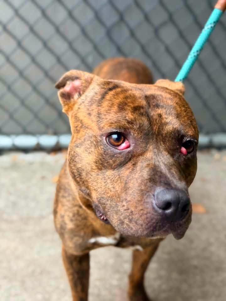 Donatello, ADOPTABLE, Adult Male Pit Bull Terrier.