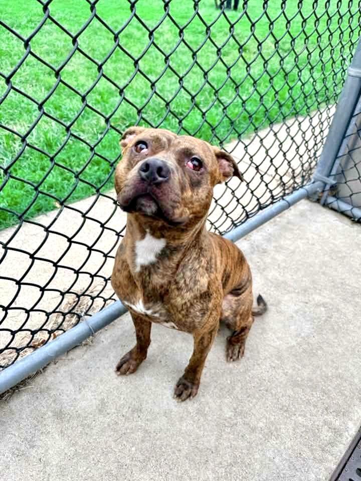 Enlarge Donatello, a ADOPTABLE Pit Bull Terrier in Chicago, IL image 2/5