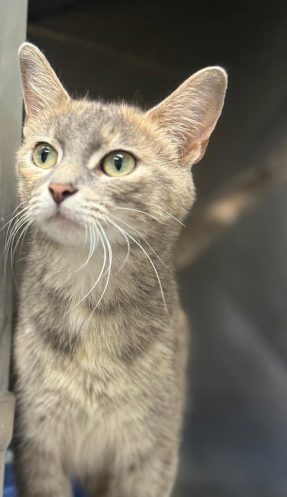 Alma, Adoptable, Adult Female Domestic Short Hair.