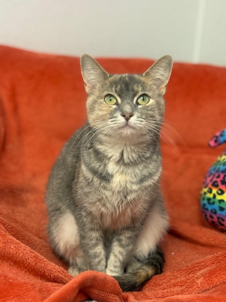 Enlarge Alma, a Adoptable mixed breed in North Vernon, IN image 2/2