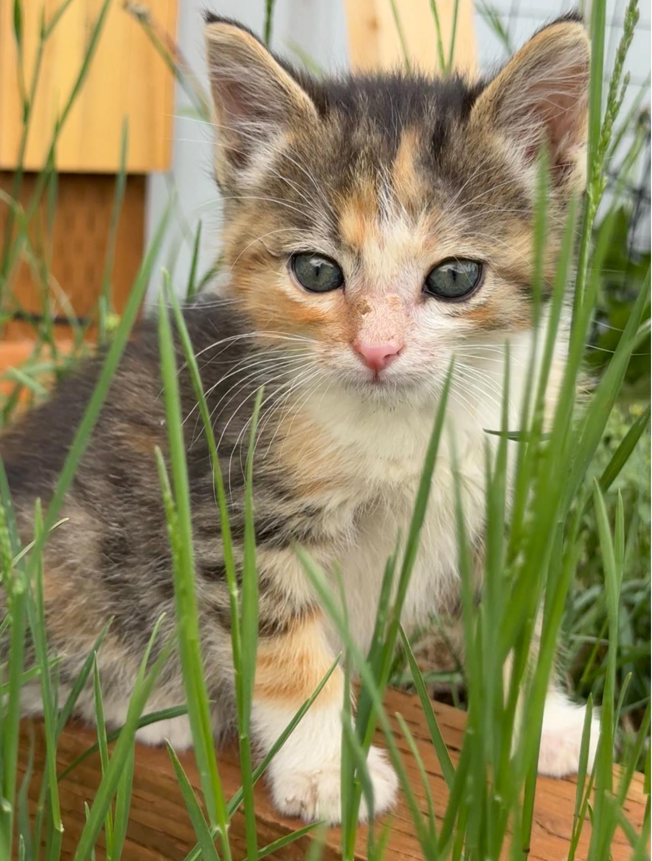 Gabby, an adoptable Domestic Short Hair in Butte, MT, 59701 | Photo Image 1