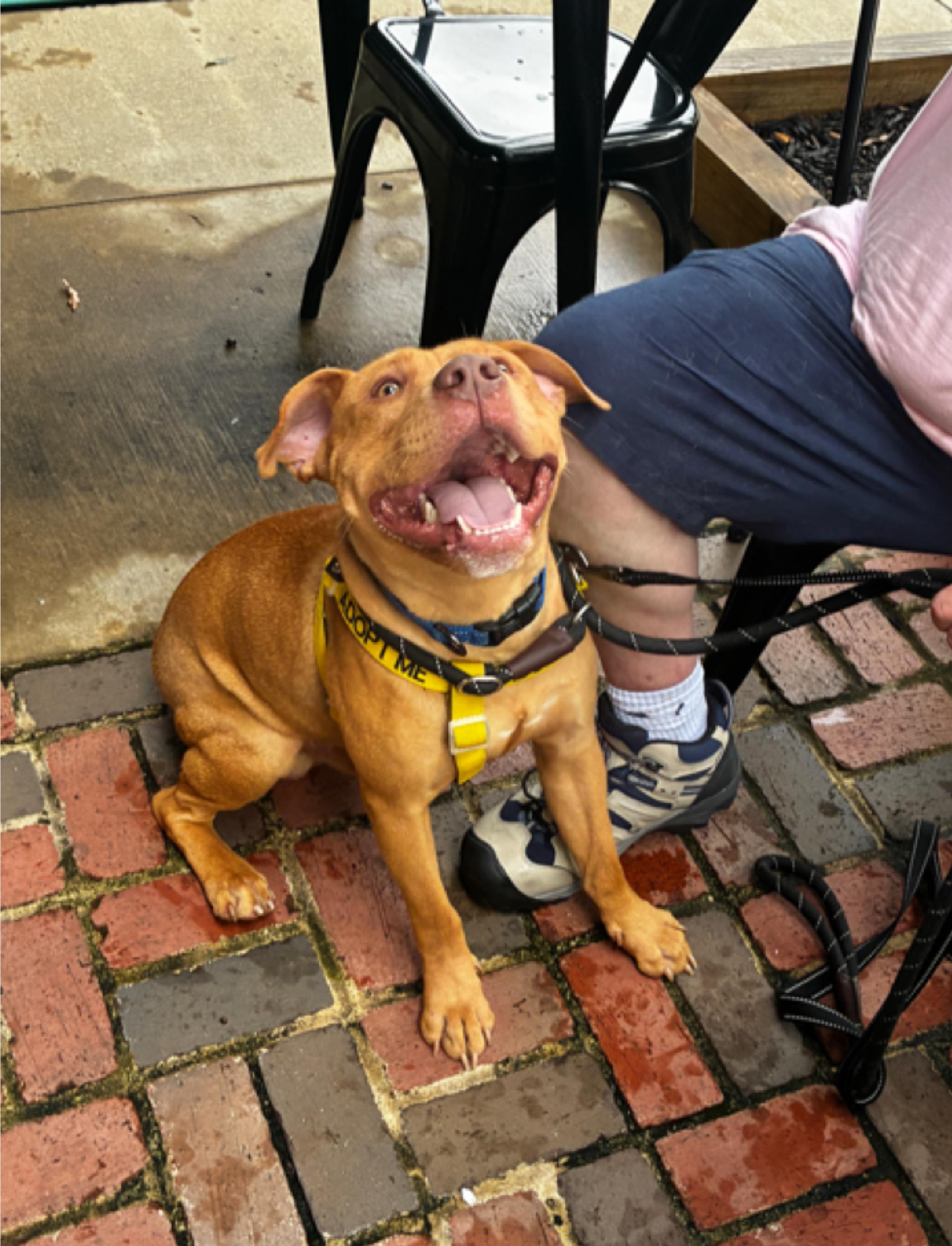 Ranger, an adopted Mixed Breed in North Augusta, SC image 3/6
