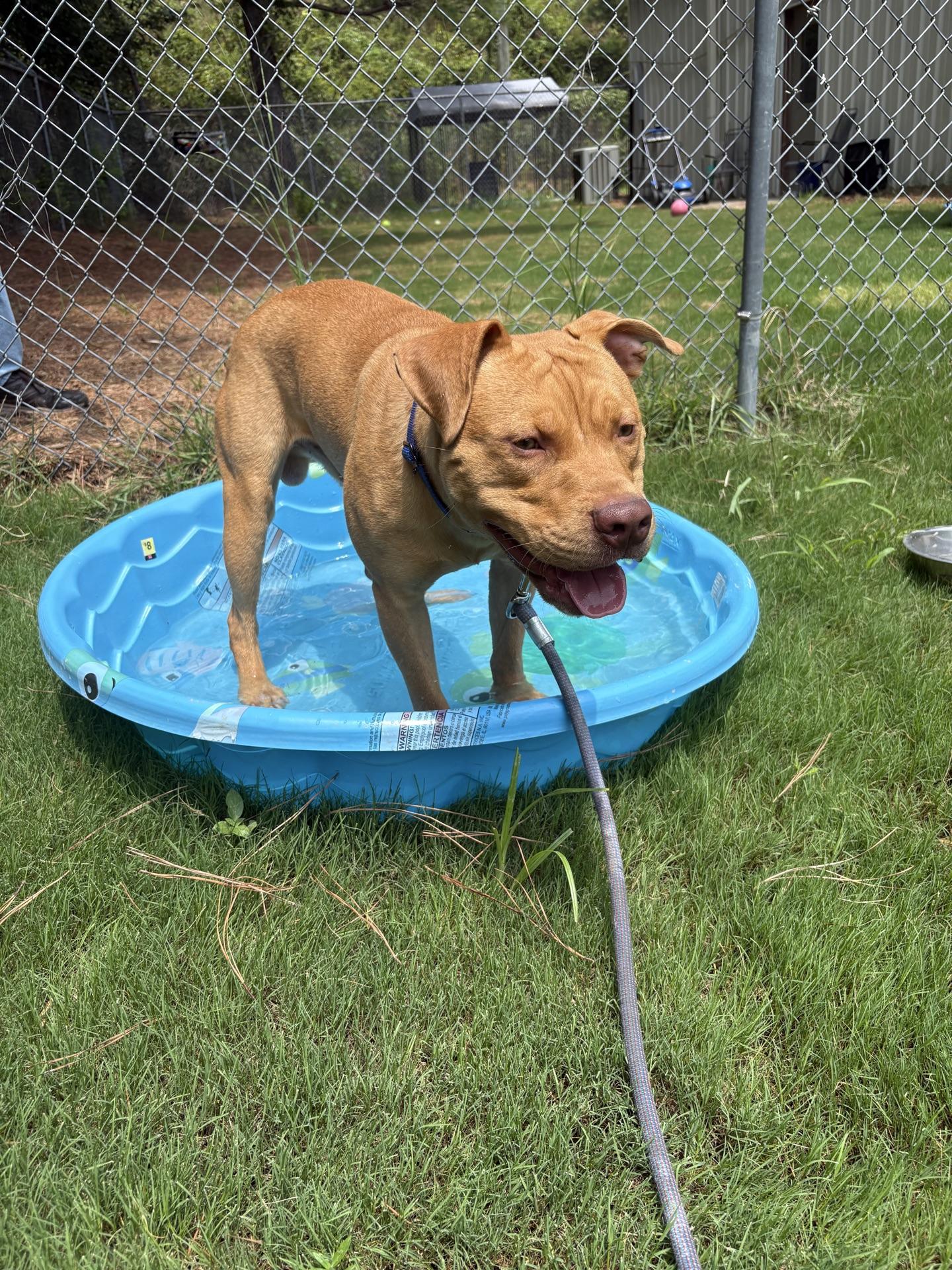 Ranger, an adopted Mixed Breed in North Augusta, SC image 5/6