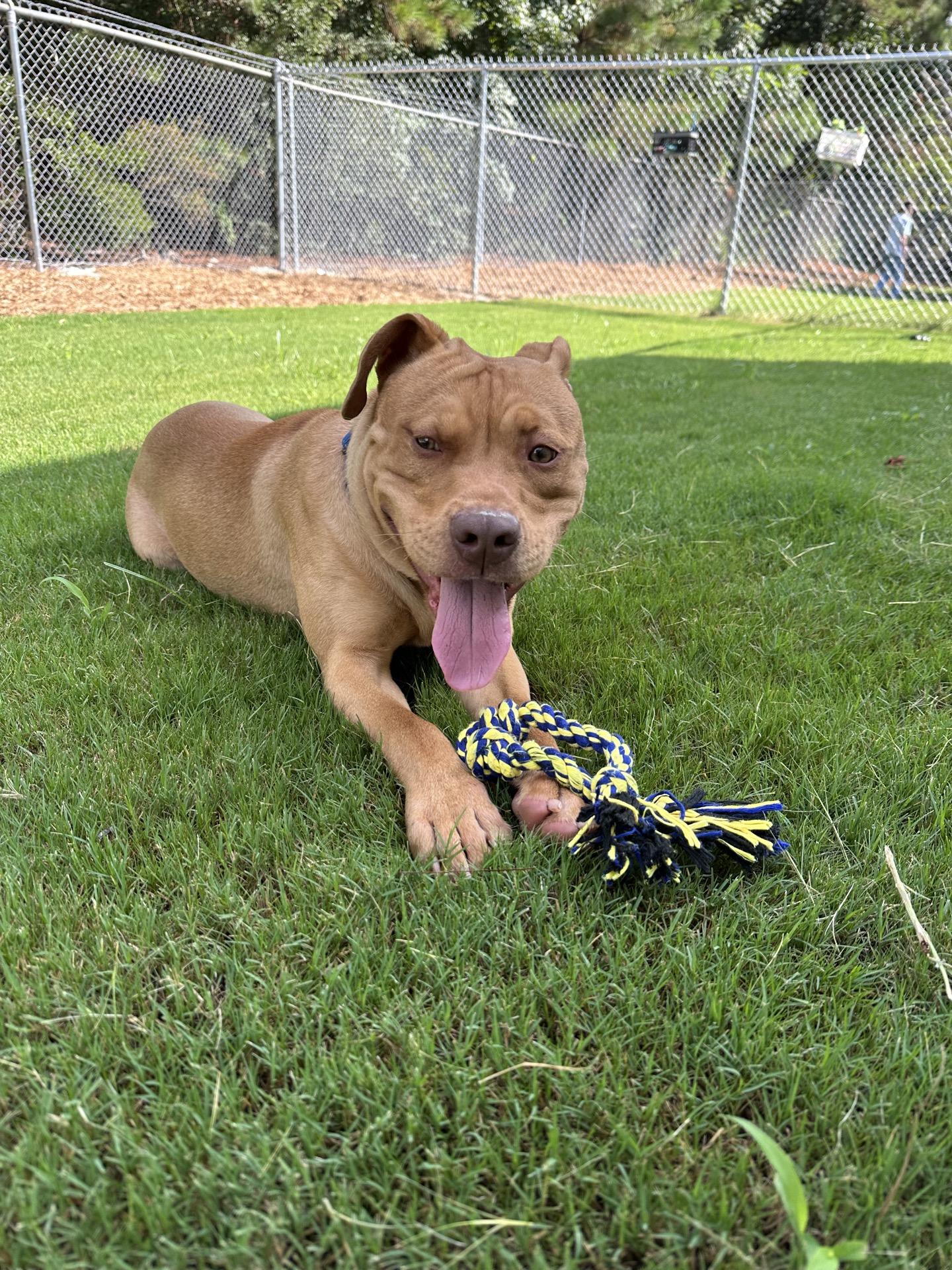 Ranger, an adopted Mixed Breed in North Augusta, SC image 6/6