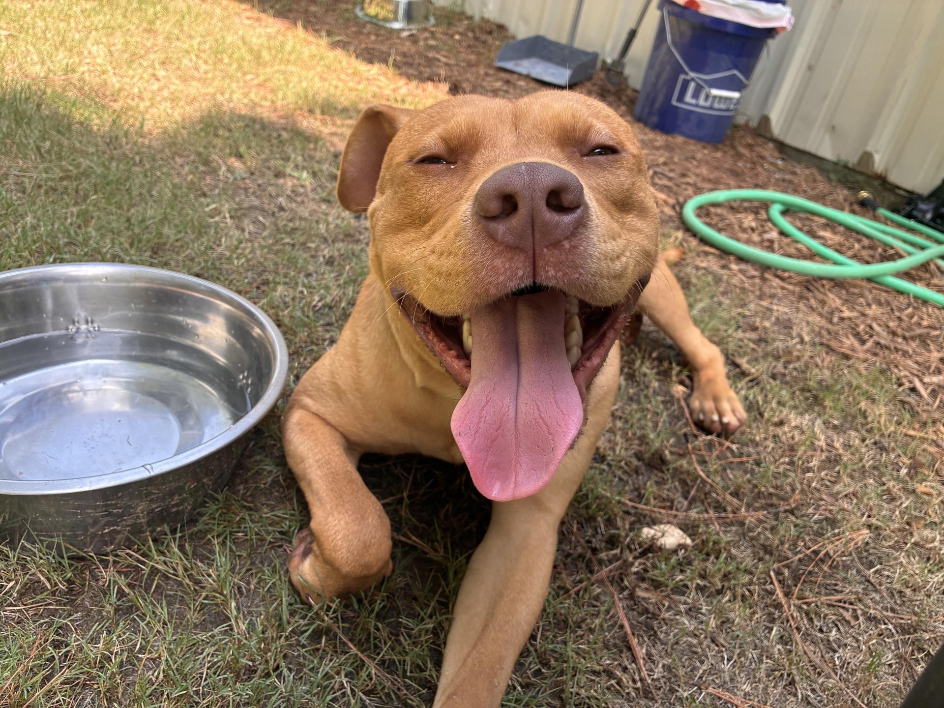 Ranger, an adopted Mixed Breed in North Augusta, SC image 1/6