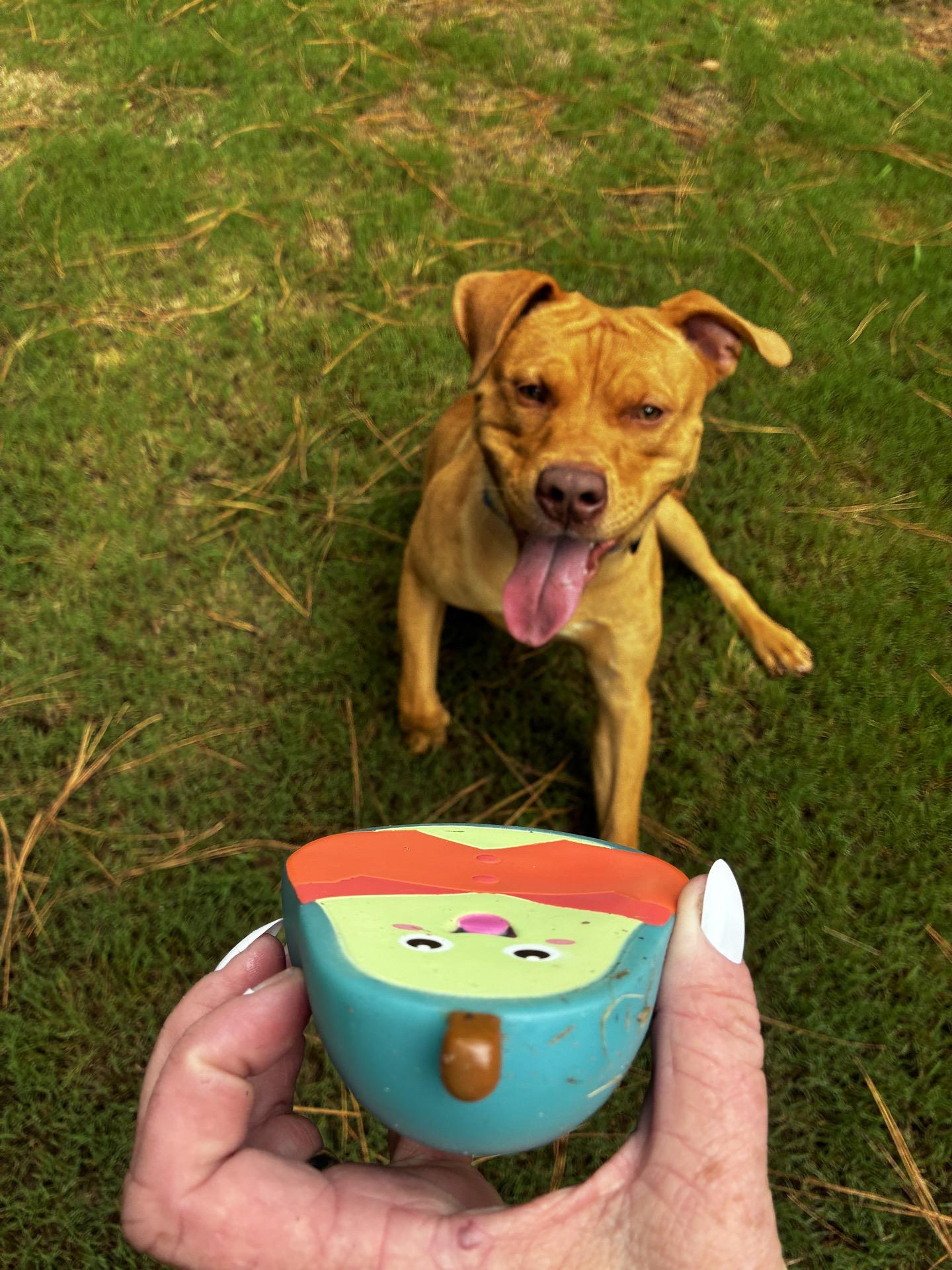 Ranger, an adopted Mixed Breed in North Augusta, SC image 2/6