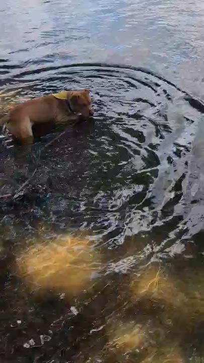 Enlarge Ranger, an adopted Mixed Breed in North Augusta, SC video 4/6