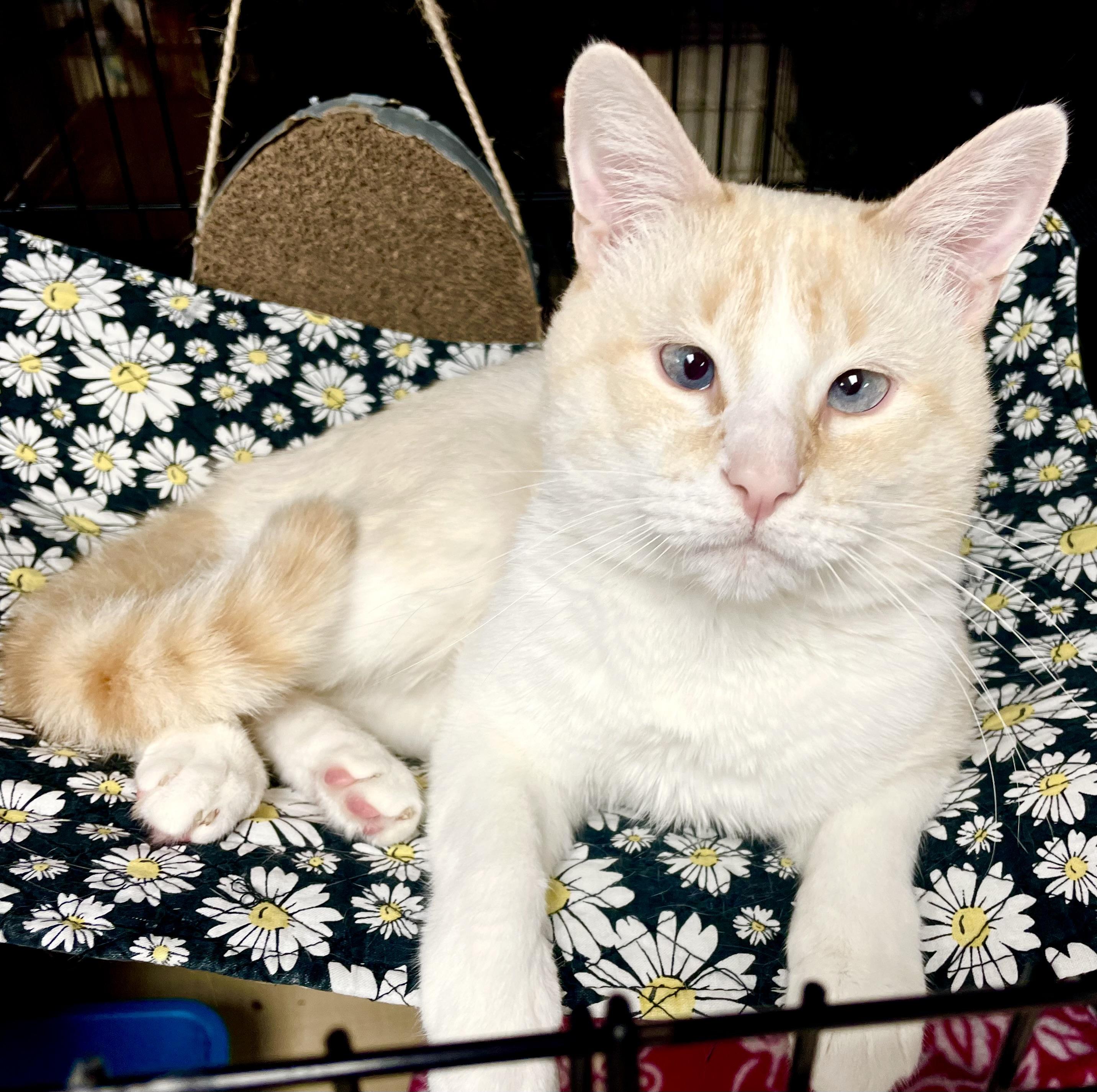 Monterey Jack, Young Male Domestic Short Hair