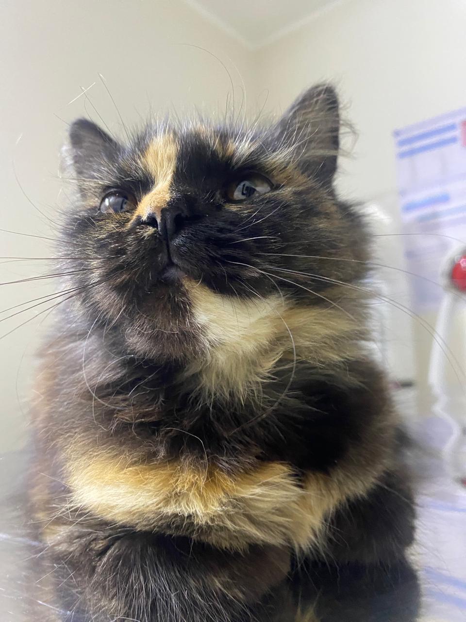 Enlarge Dora, a ADOPTABLE mixed breed in North York, ON image 3/5