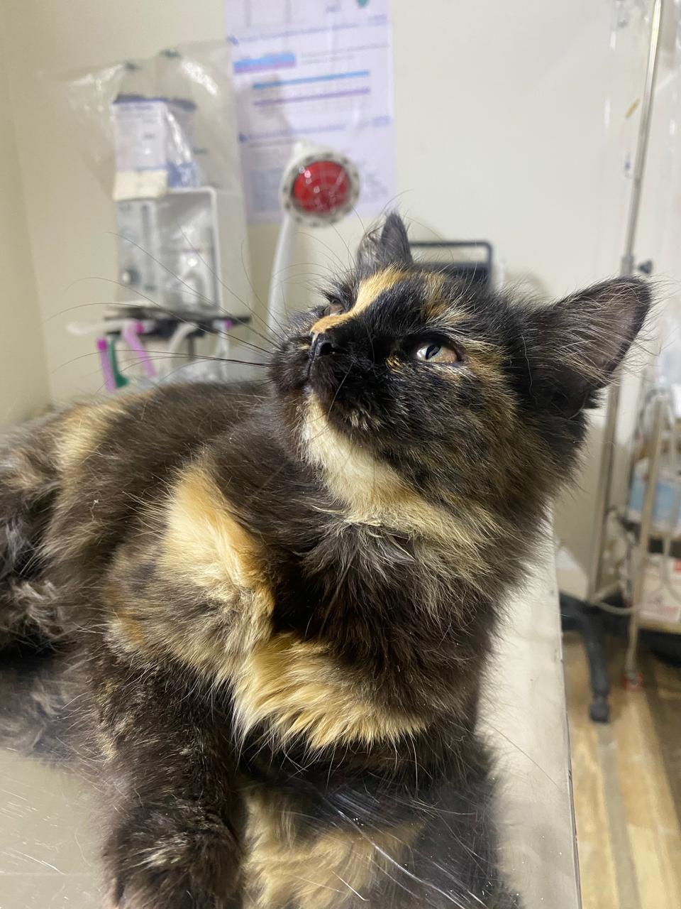 Enlarge Dora, a ADOPTABLE mixed breed in North York, ON image 2/5